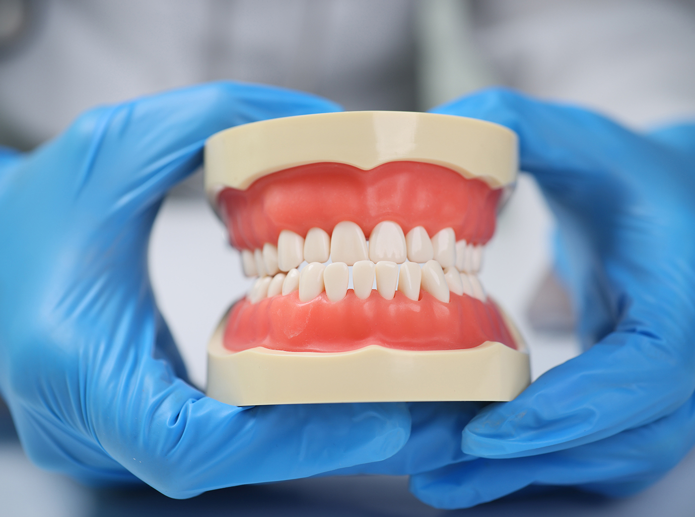 Hands of dentist in sterile gloves holding model of jaws with white teeth